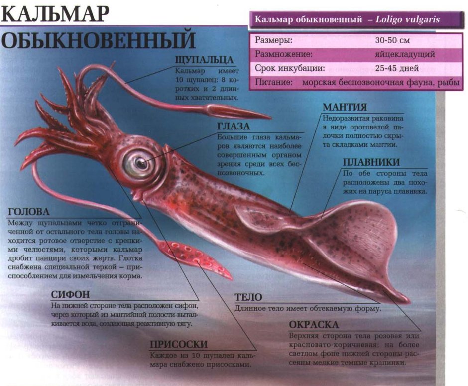 Гигантский осьминог Владивосток океанариум