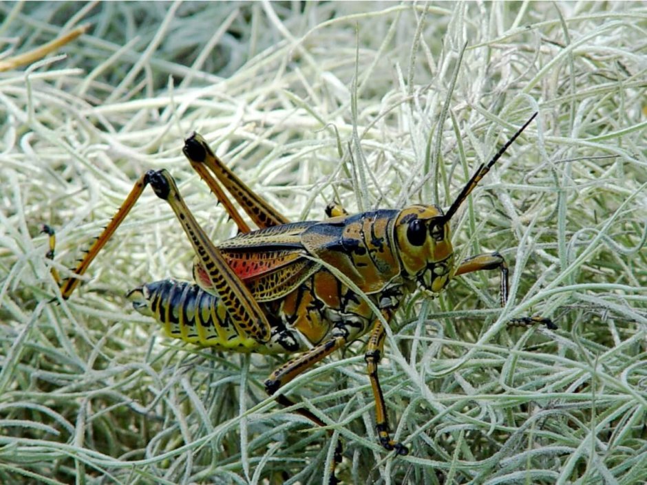 Радужный кузнечик Dactylotum bicolor