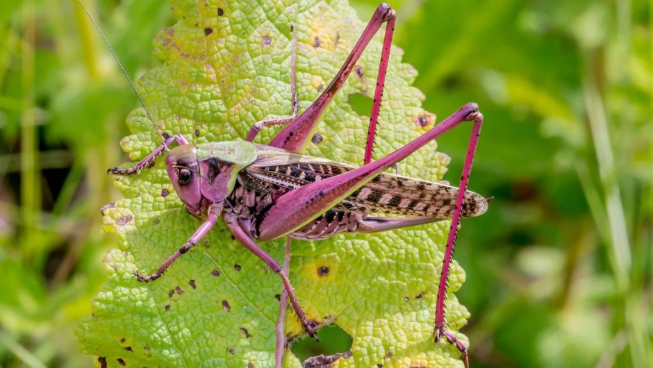 Радужный кузнечик Dactylotum bicolor
