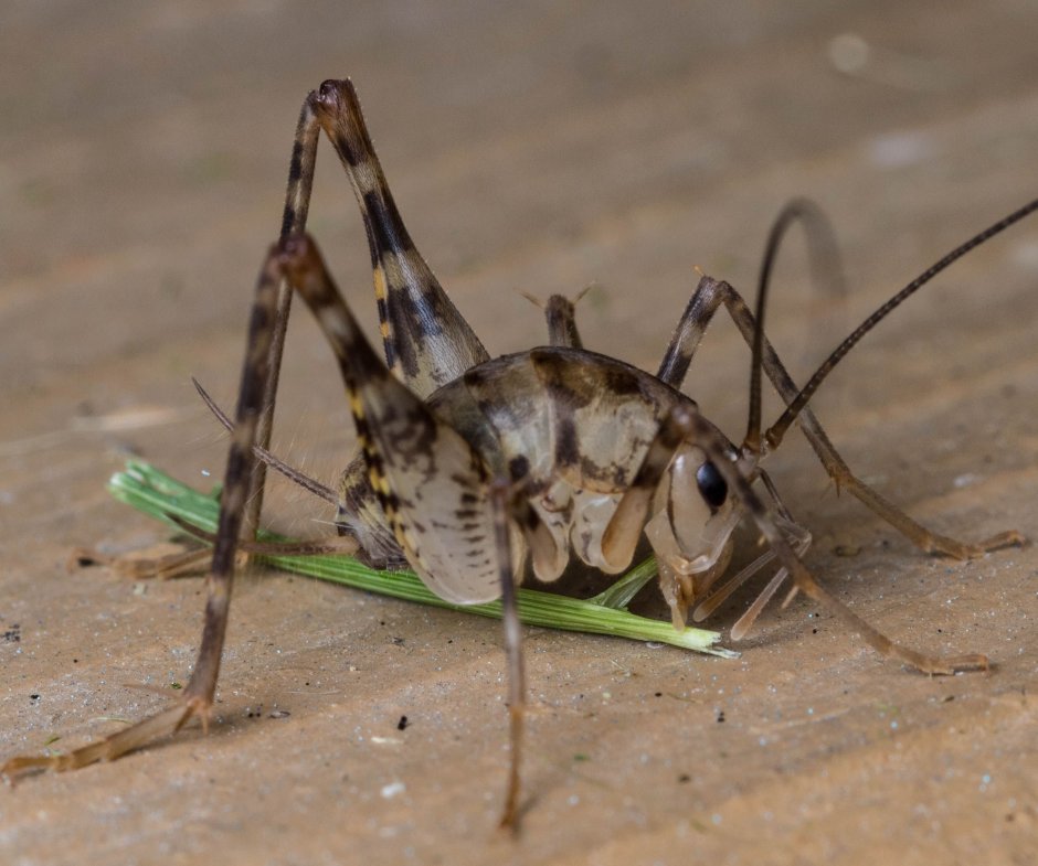 Diestrammena asynamora