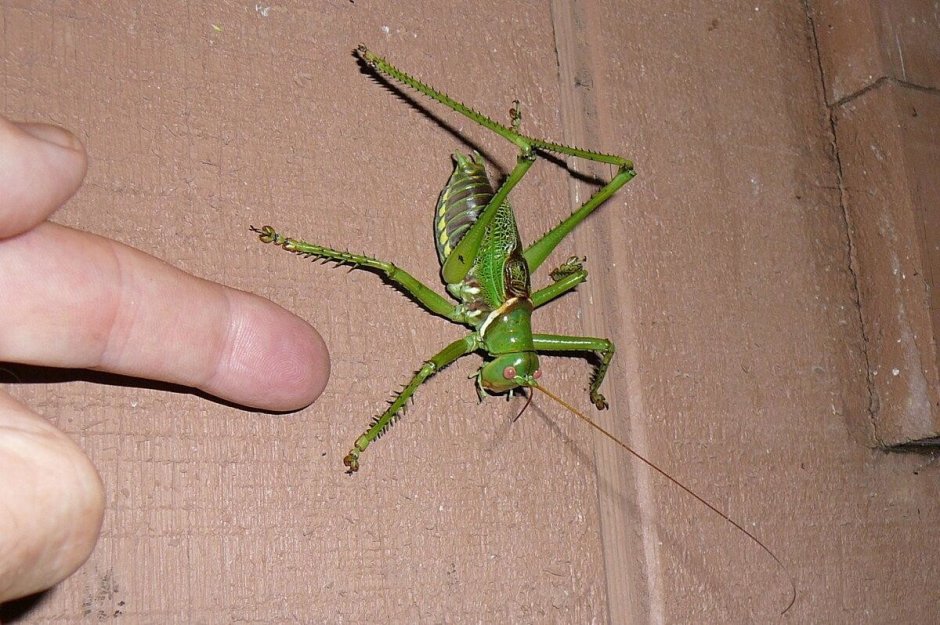 Красноглазый кузнечик (Neobarrettia spinosa)