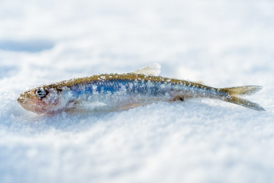 Корюшка Норильская