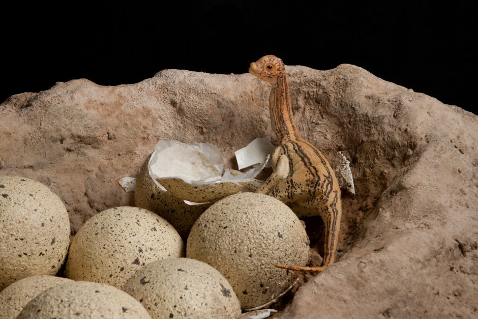 Iguana Eggs