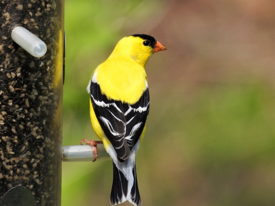American Goldfinch птица