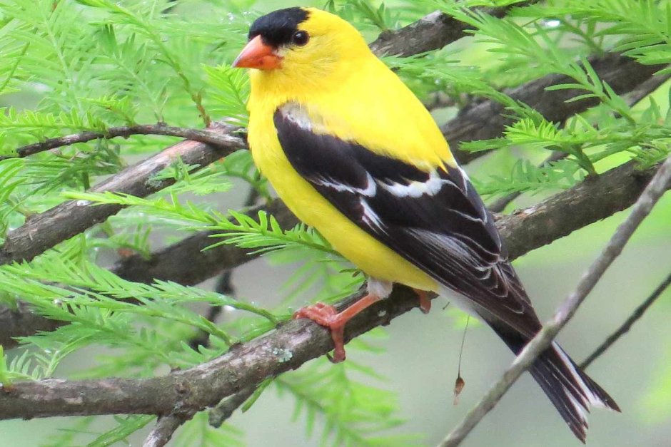 American Goldfinch птица
