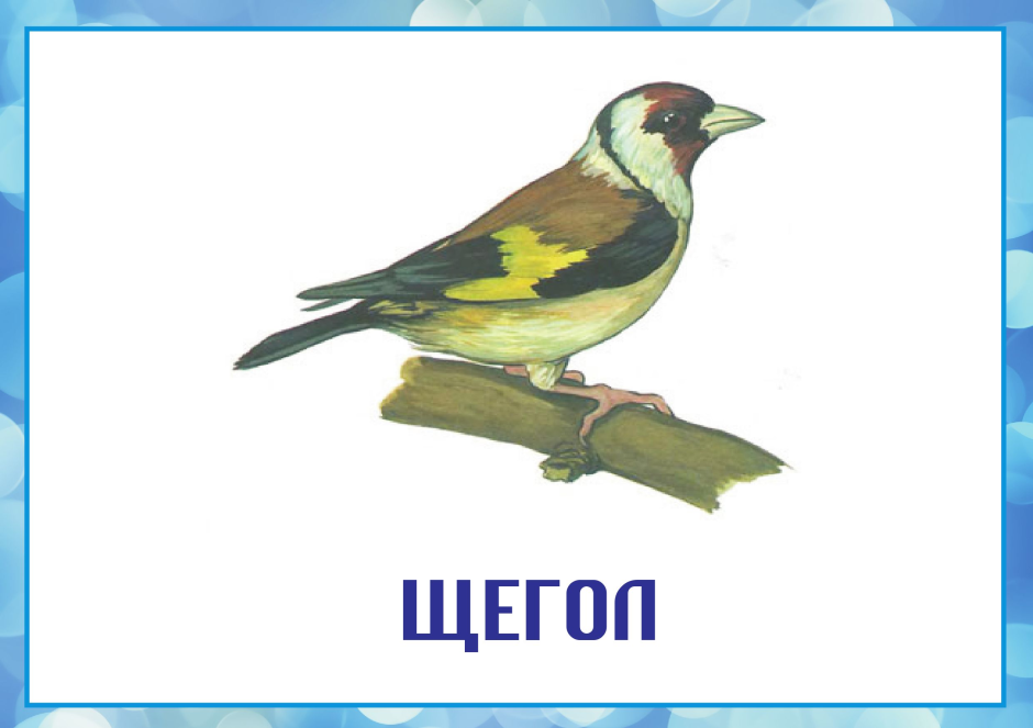 Obiknovenniy щегол