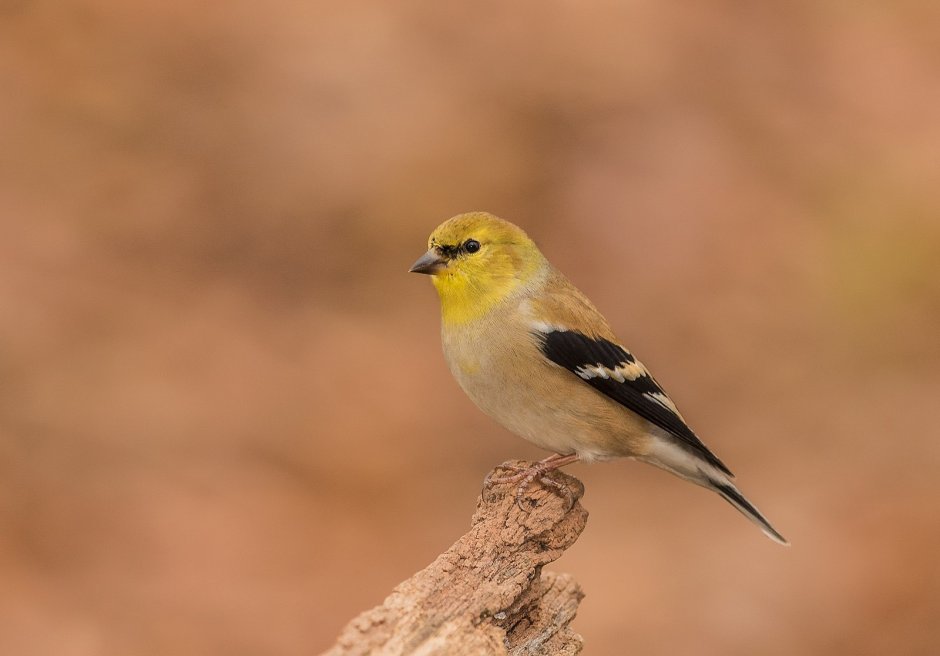 Обыкновенный щегол Carduelis Carduelis