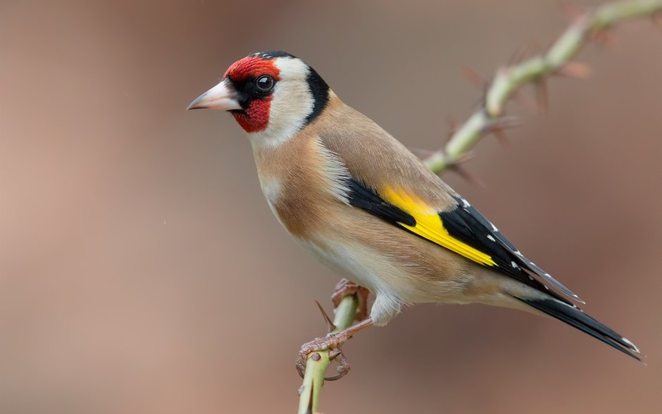 Щегол (Carduelis Carduelis)