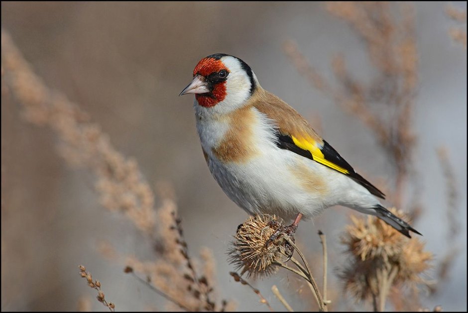 American Goldfinch птица