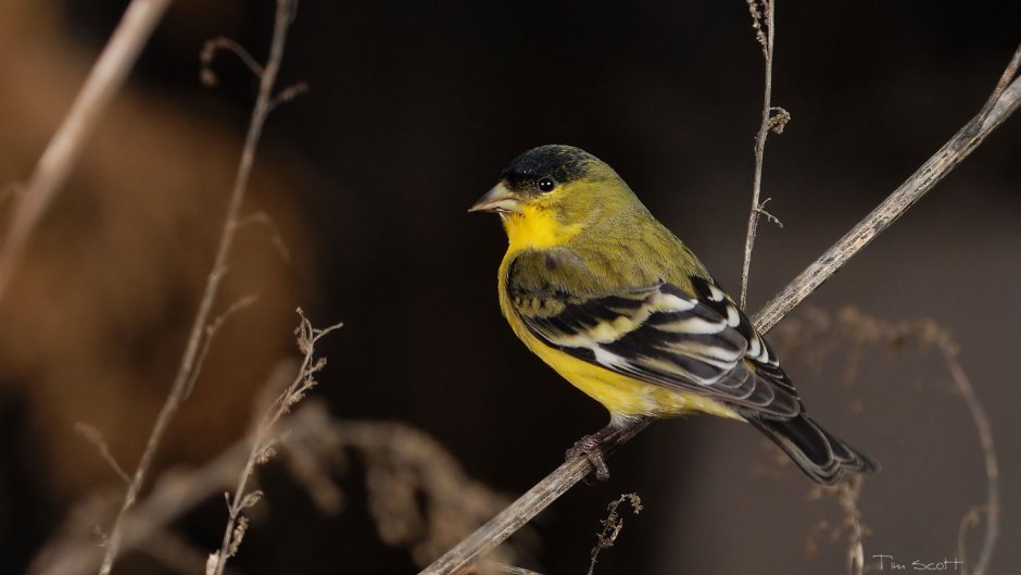Обыкновенный щегол Carduelis Carduelis