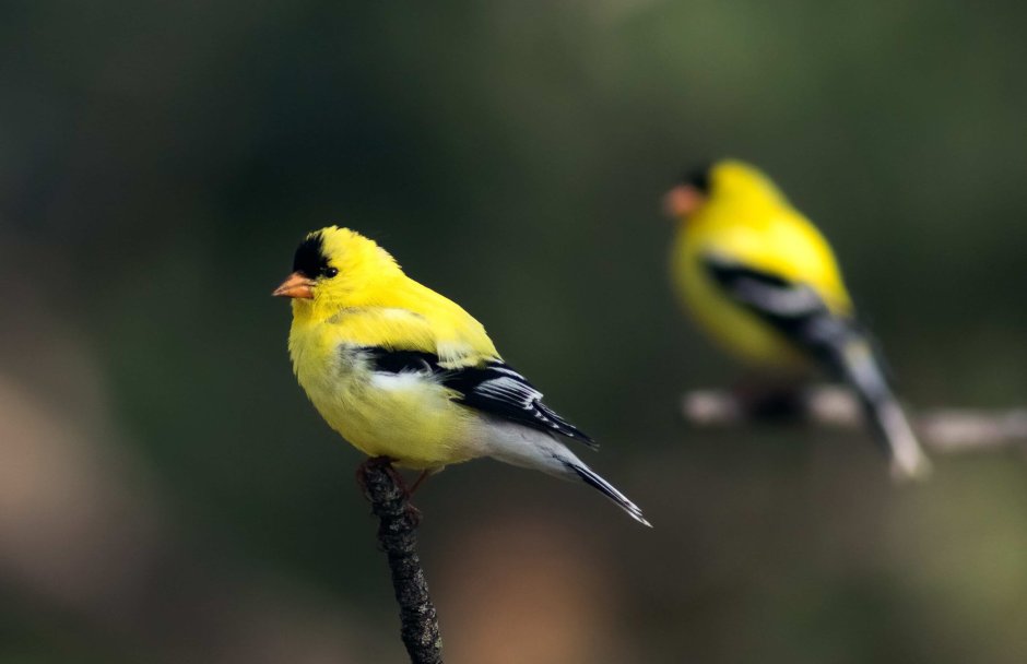 American Goldfinch птица