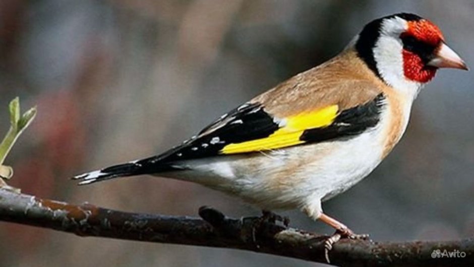 American Goldfinch птица