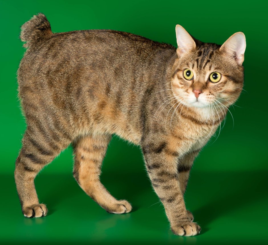 Бенгальская кошка табби