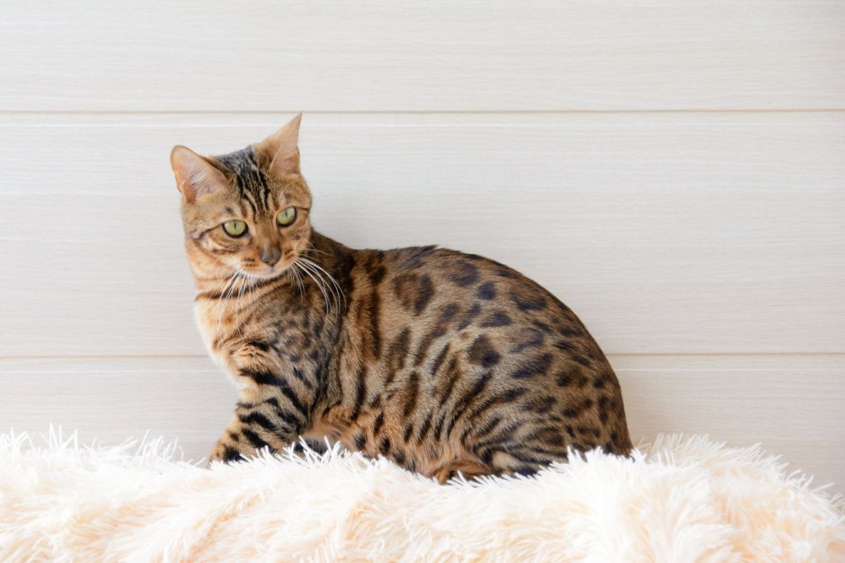 Бенгальская короткошерстная кошка