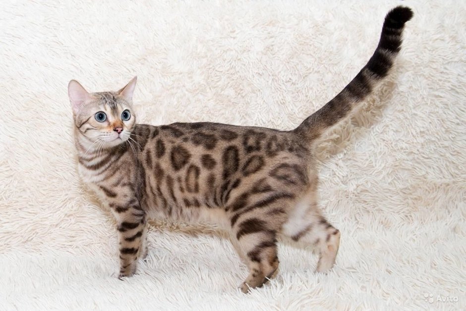 Бенгальская кошка