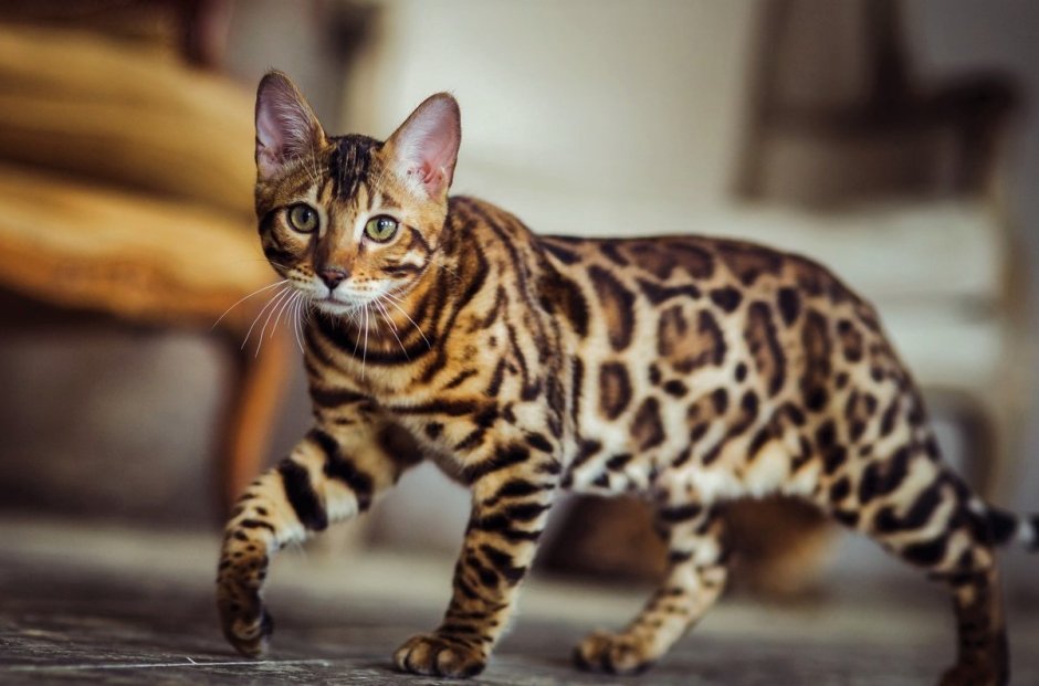 Бенгальская (Felis Silvestris catus) (Prionailurus bengalensis)