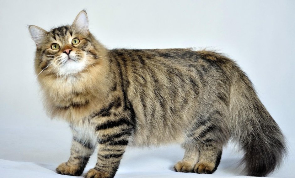 Бенгальская кошка