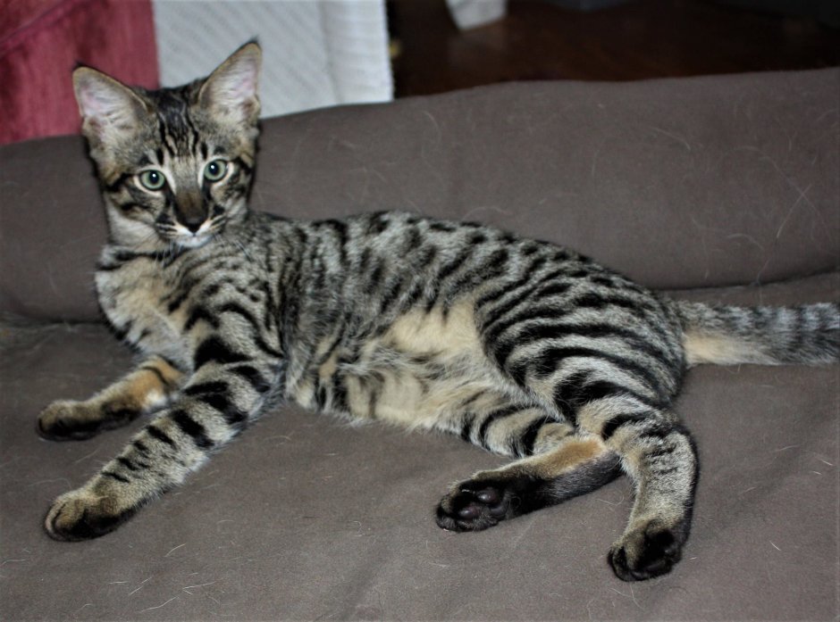 Бенгальский тигр кот