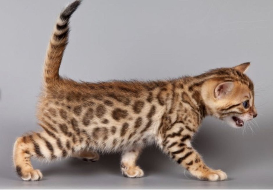 Сумасшедший кот