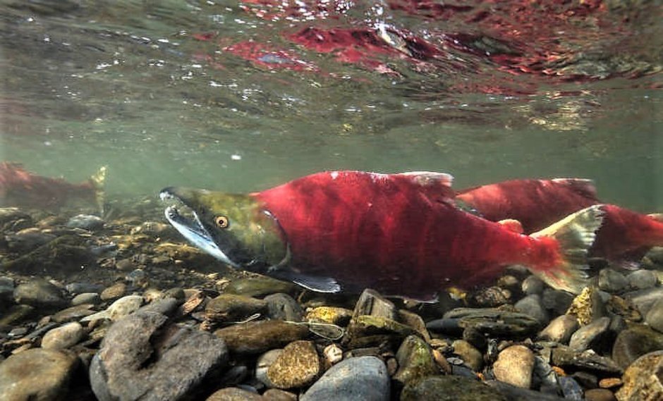 Чавыча Oncorhynchus tshawytscha