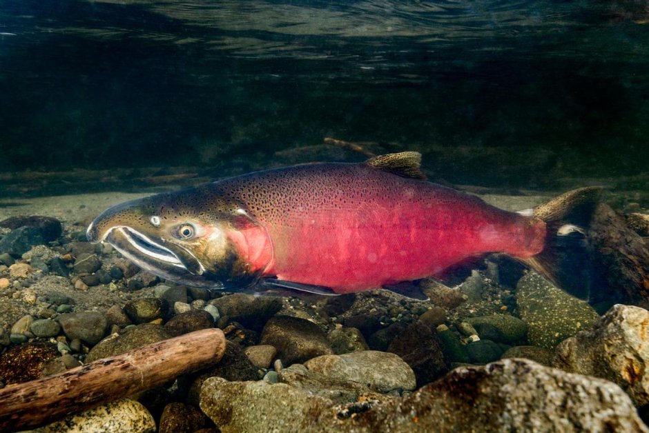Salmon Run Stinger