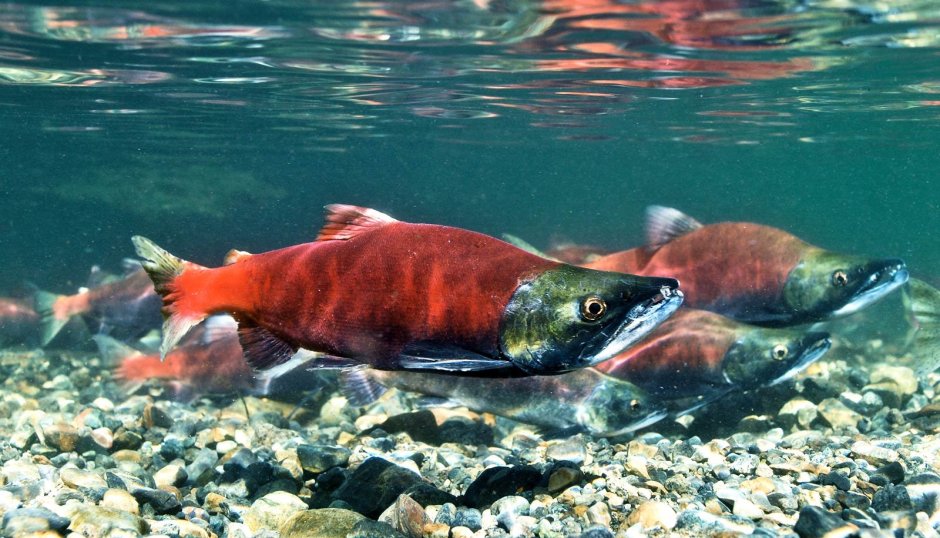 Нерка (Oncorhynchus nerka)