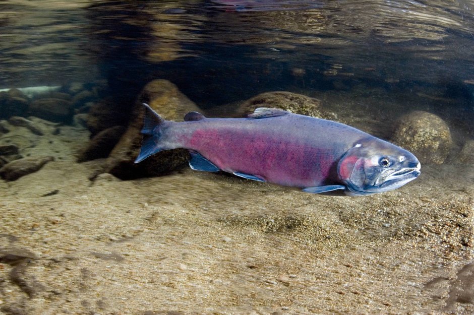 Нерка (Oncorhynchus nerka)