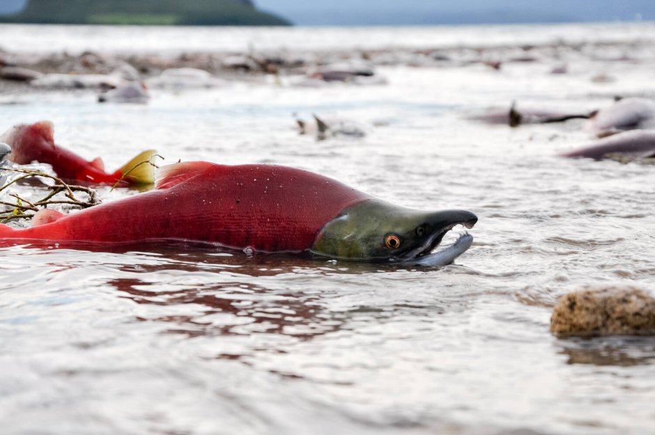 Нерка (Oncorhynchus nerka)