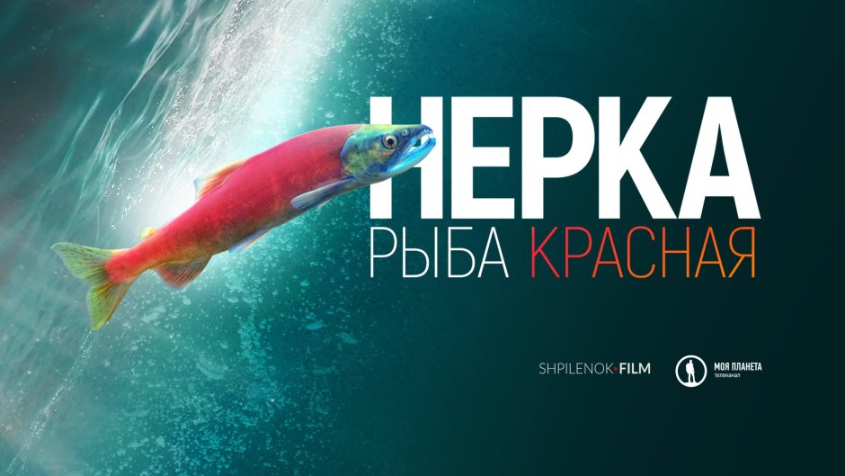 Красная рыба кижуч