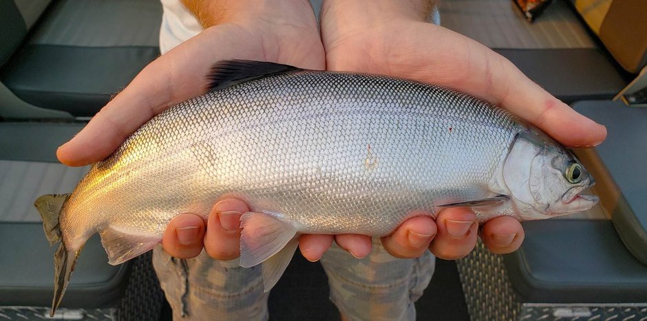 Red Salmon