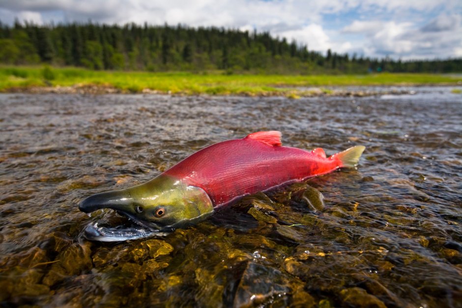 Salmon Red рыба