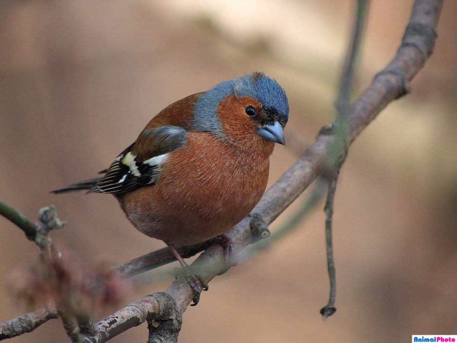 Зяблик самец