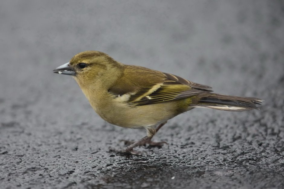 Обыкновенный Зяблик самка