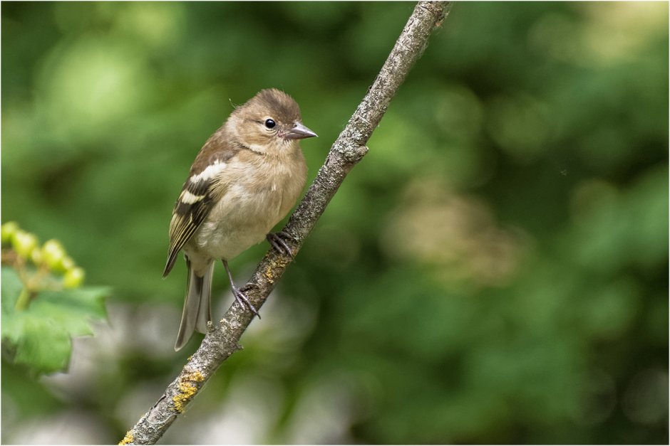 Птица Зяблик самка