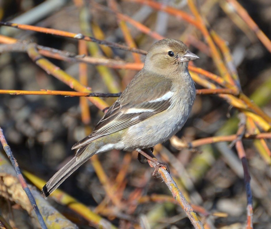 Птица Зяблик самка