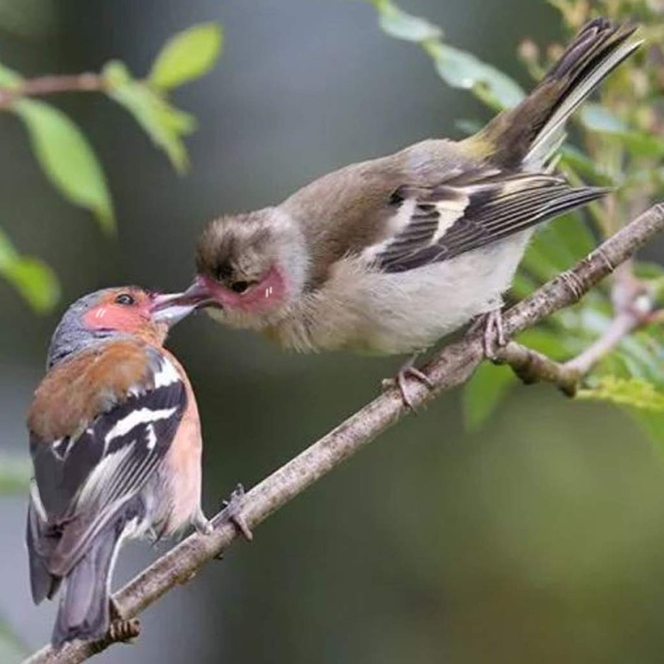 Зяблик самец