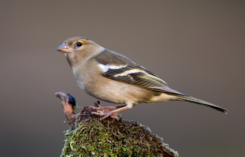 Птица Зяблик самка