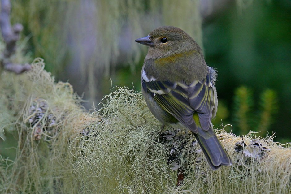 Зяблик самка в Кировской области