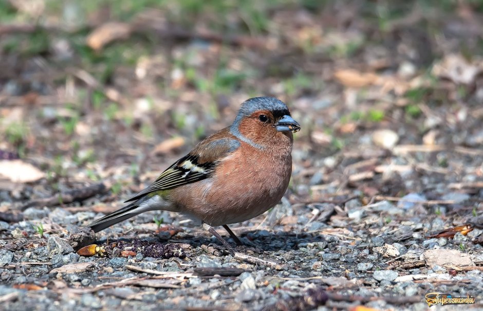 Голдианский Зяблик