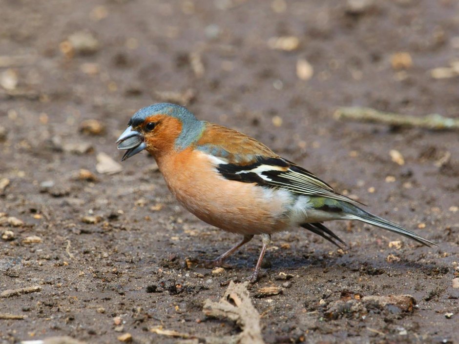 Зяблик Юрок