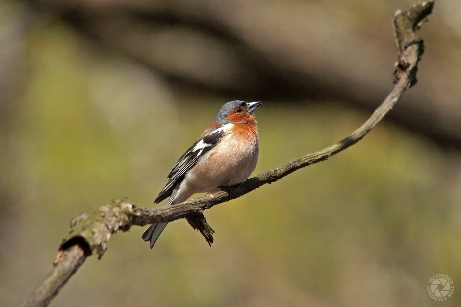 Вьюрковые Зяблик