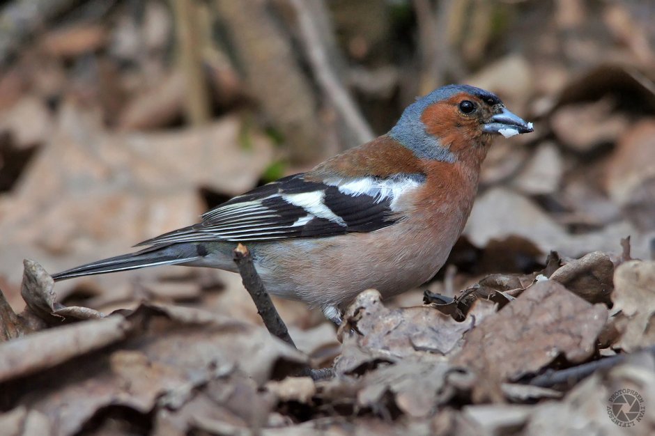 Гульдов Зяблик