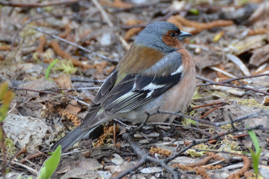 Зяблик самка птенец