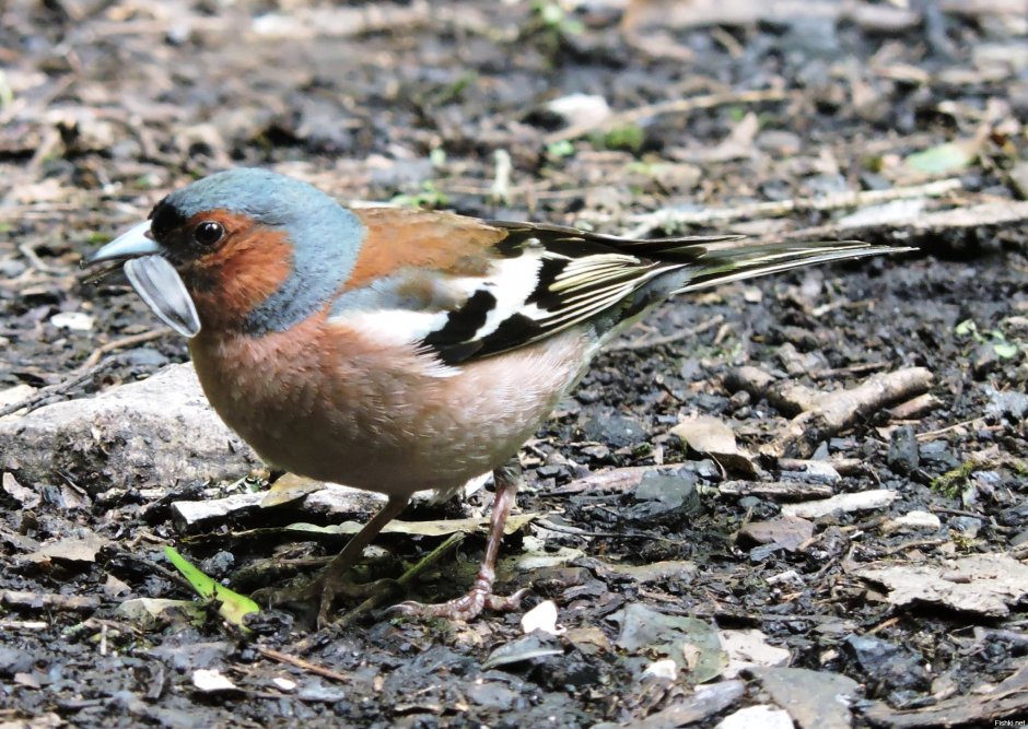 Определитель птиц Зяблик