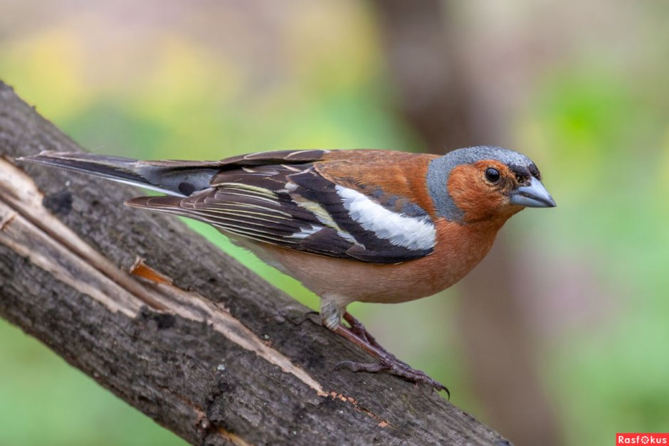 Зяблик кавказский