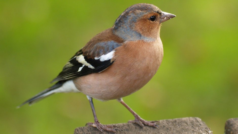 Зяблик с розовой грудкой