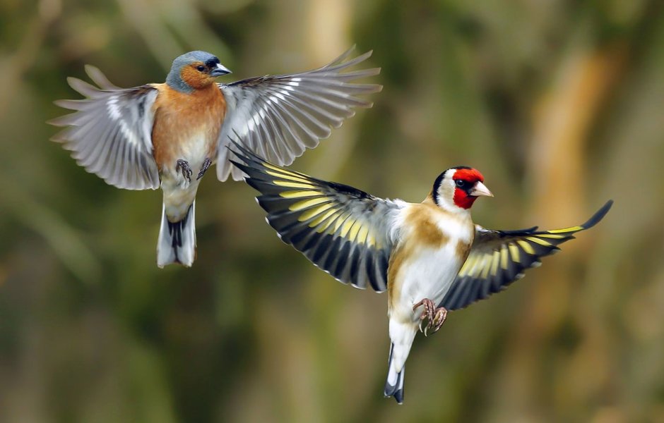 Красноголовый щегол