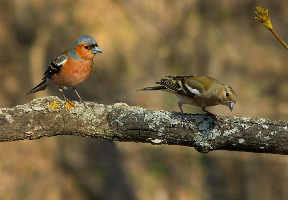 Зяблик самец