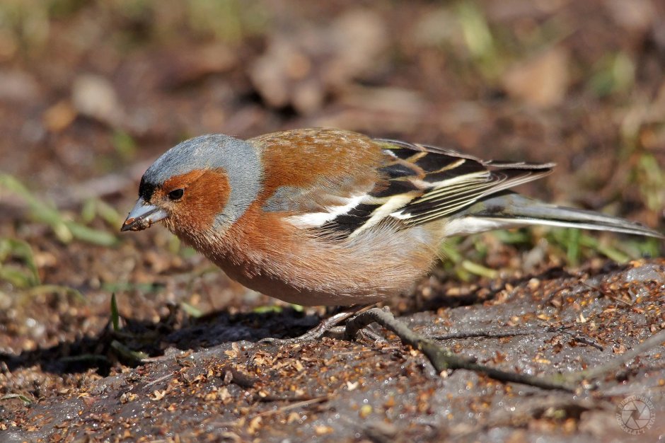 Зяблик (fringílla COÉLEBS)