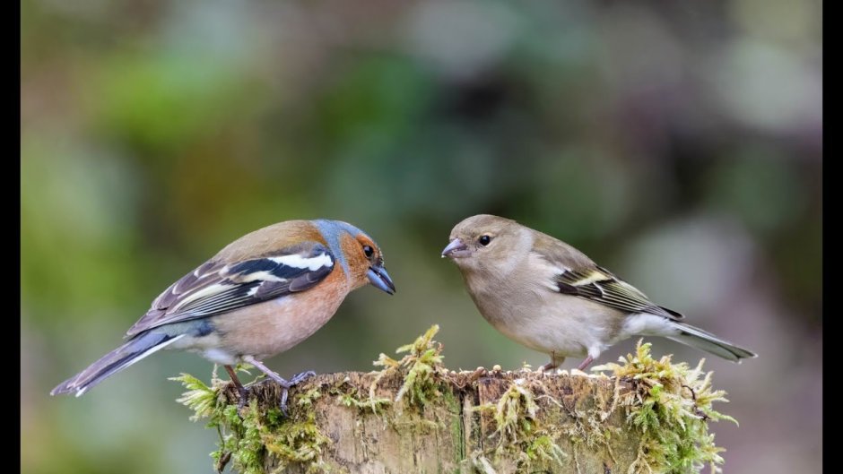 Зяблик самка и самец